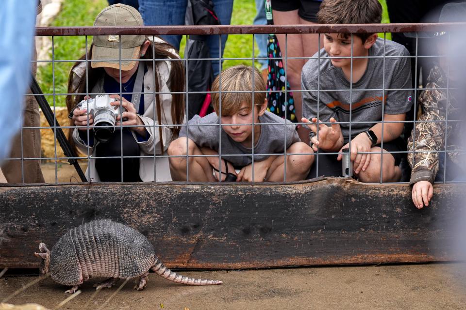 Spectators watch Bee Cave Bob walk along the walls of the pen after he exited his hole at Armadillo Day on Friday, Feb. 2, 2024 at The West Pole in Bee Cave, Texas. Bob is an eight-year-old armadillo that predicts the weather and political climate in place of a groundhog on Groundhog Day. By exiting the hole, Bob predicted that spring will start on March 11.