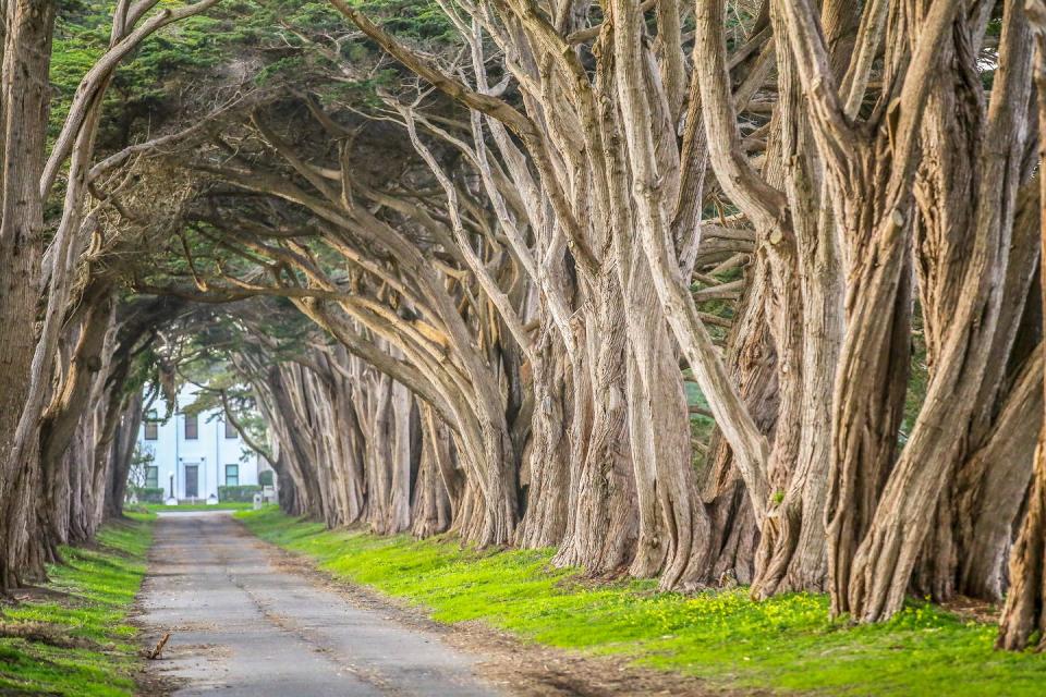 <p><strong>The Style Guide: </strong>Take inspiration from backcountry roads when looking for ways to design a long driveway. There's really no better place to look. Case in point? This tunnel of trees in Point Reyes, California. It leads you right up to the building in the distance, and the canopy effect makes you feel like you're traveling to another fairytale dimension, not just your average house. </p><p><strong>The Practical Need-to-Know:</strong> Asphalt is another durable material for your driveway and, when disguised with the right landscaping design, can be quite beautiful. It's super low cost to maintain, can carry a ton of weight, and is quick and easy to install. </p>