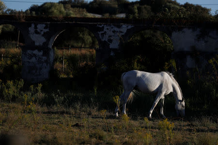 A horse eats grass next to an old irrigation canal near Evora, Portugal, August 9, 2018. REUTERS/Rafael Marchante