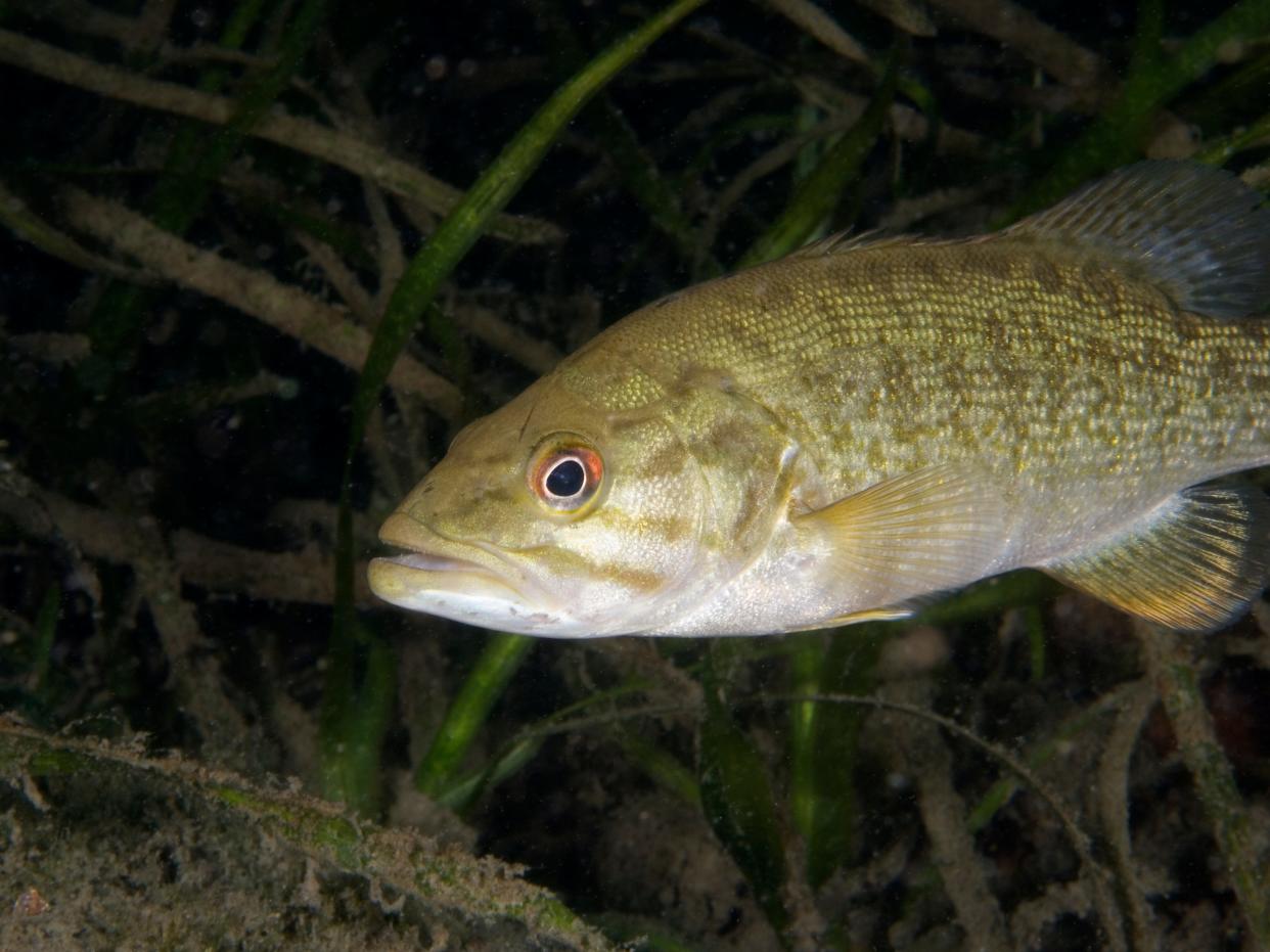 A Smallmouth bass.