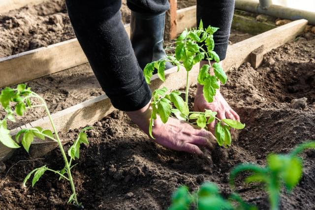 Ce qu'il ne faut surtout pas planter au potager en mai