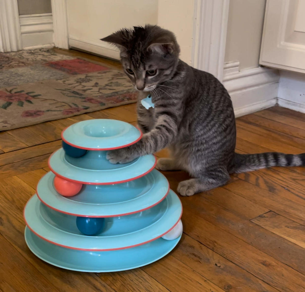 Cat playing with Catstages Chase Meowtain Interactive 4-Tier Cat Track Toy (Courtesy Zoe Malin)