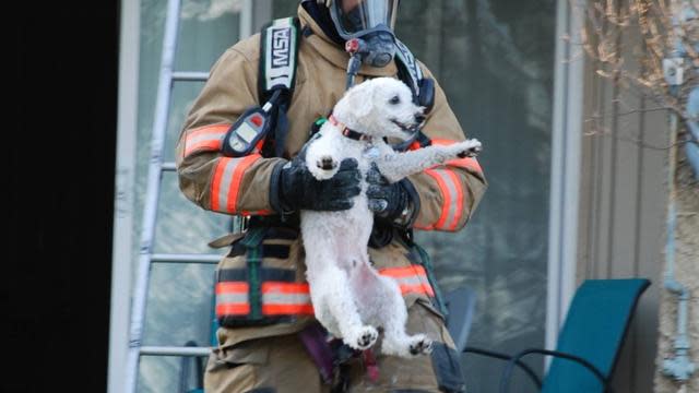 Dog Rescued From Blazing Apartment Can't Stop Grinning