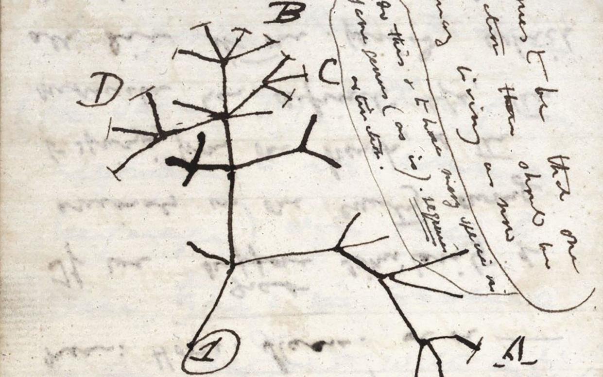 'Tree of Life' sketch on a page from one of the lost notebooks of Charles Darwin - AFP PHOTO / UNIVERSITY OF CAMBRIDGE