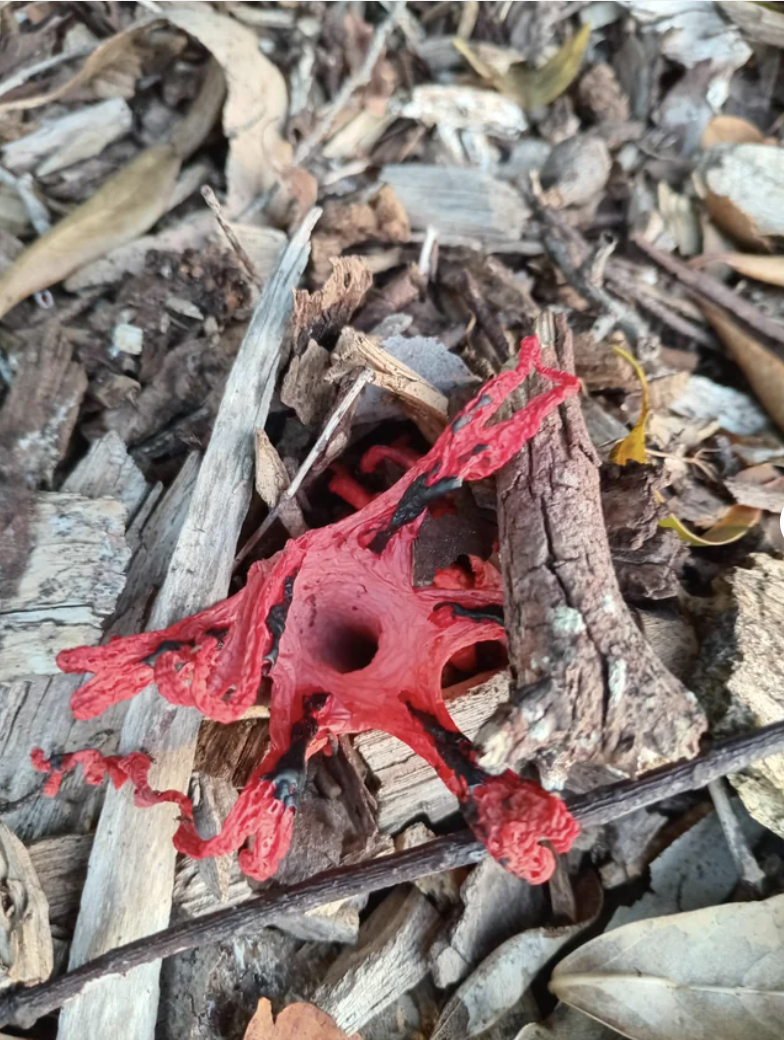 A reddish substance with numerous strands and a hole in the center