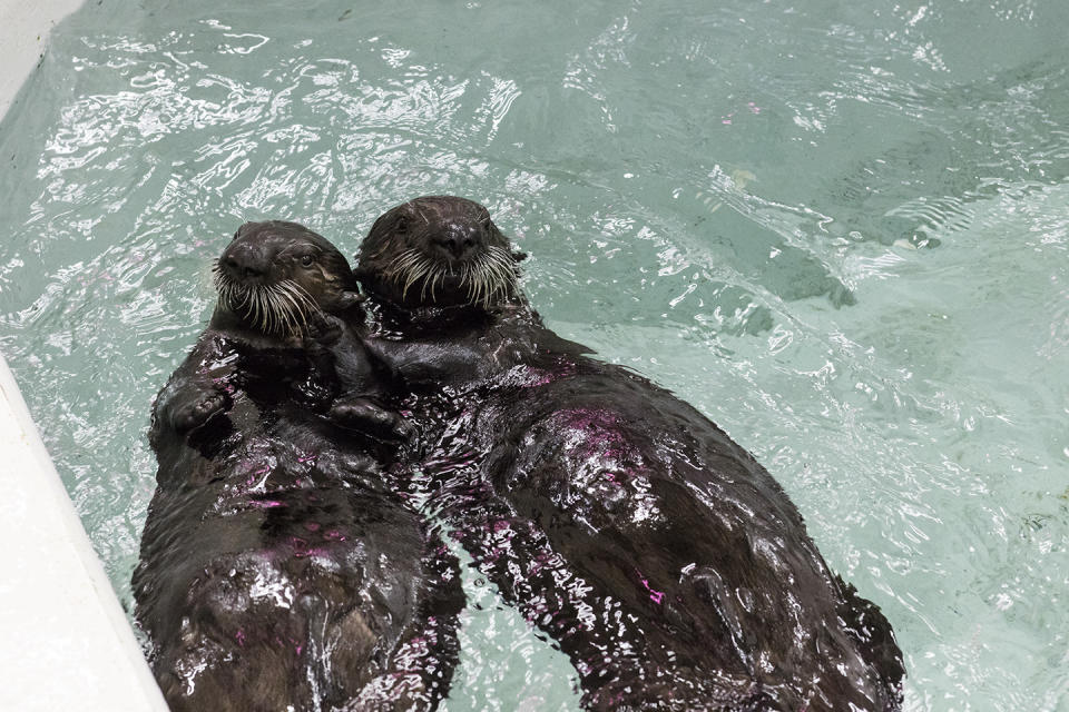 Photo: Shedd Aquarium/Brenna Hernandez