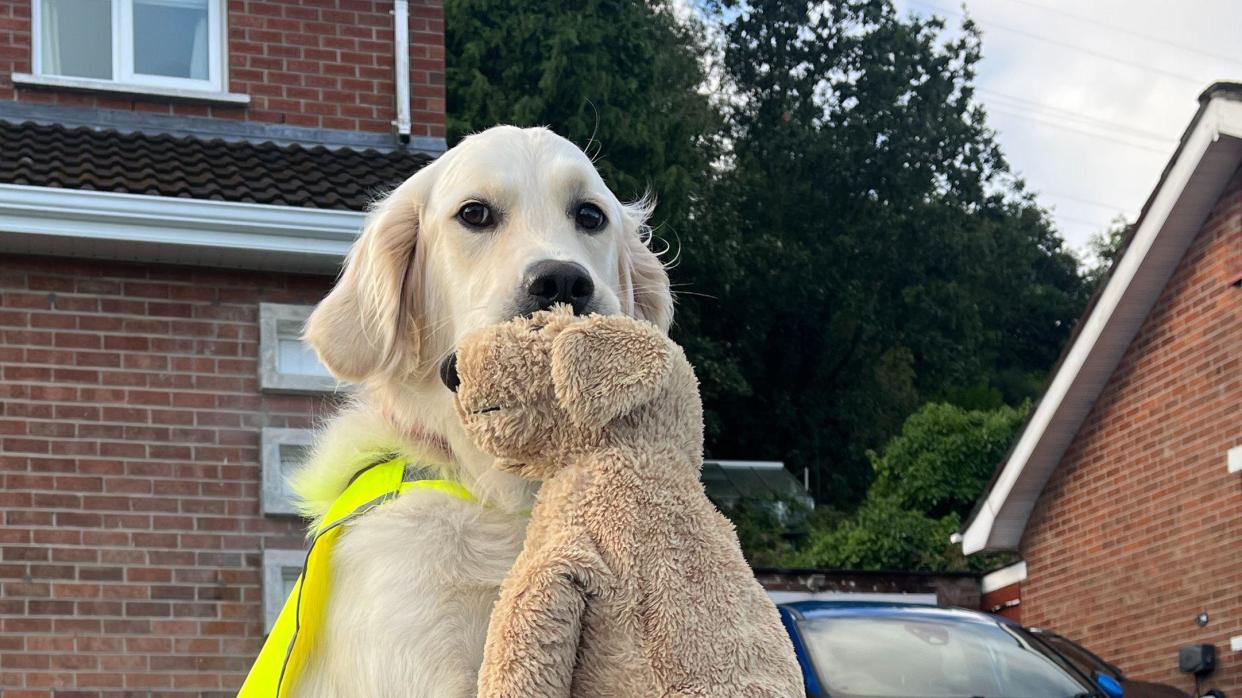 A dog in a high vis jacket with a teddy bear in its mouth