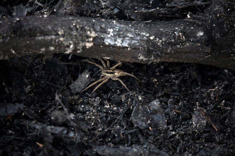 Dousing the flames: Israel battles Gaza fire balloons blazes