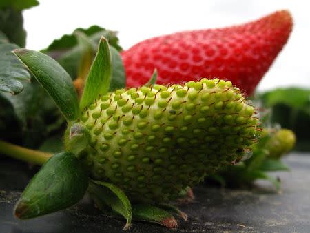 Albion strawberries grow on the Chino family farm in Rancho Santa Fe, California March 7, 2013. REUTERS/Mike Blake