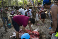 Friends and family butcher a pig for a birthday party celebration in the community of Jacinto Pat, tucked in a stretch of jungle in the southern Mexican coastal state, Quintana Roo, Saturday, March 2, 2024. Government officials have promised to bring communities electricity, a sewage system and running water, and agreed to pay more for the land the Mayan Train would pass over. (AP Photo/Rodrigo Abd)