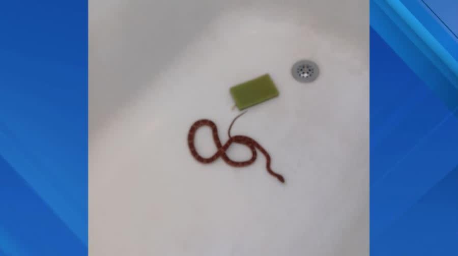 A Brooklyn man found a corn snake in his bathtub on June 19, 2024.