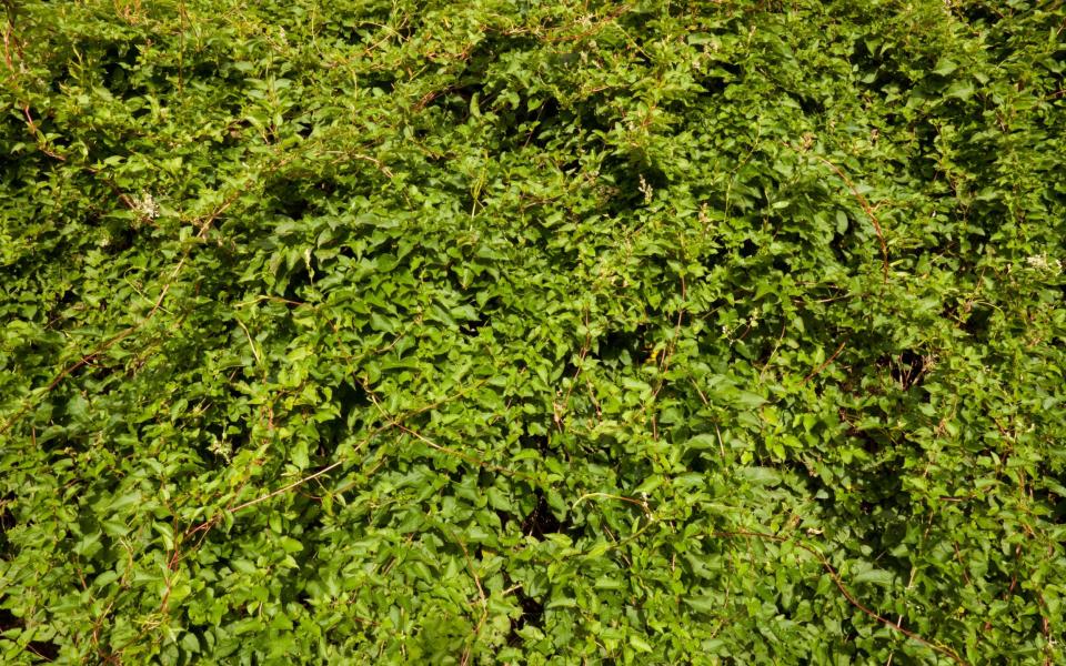 a Russian Vine shrub growing over a garden wall