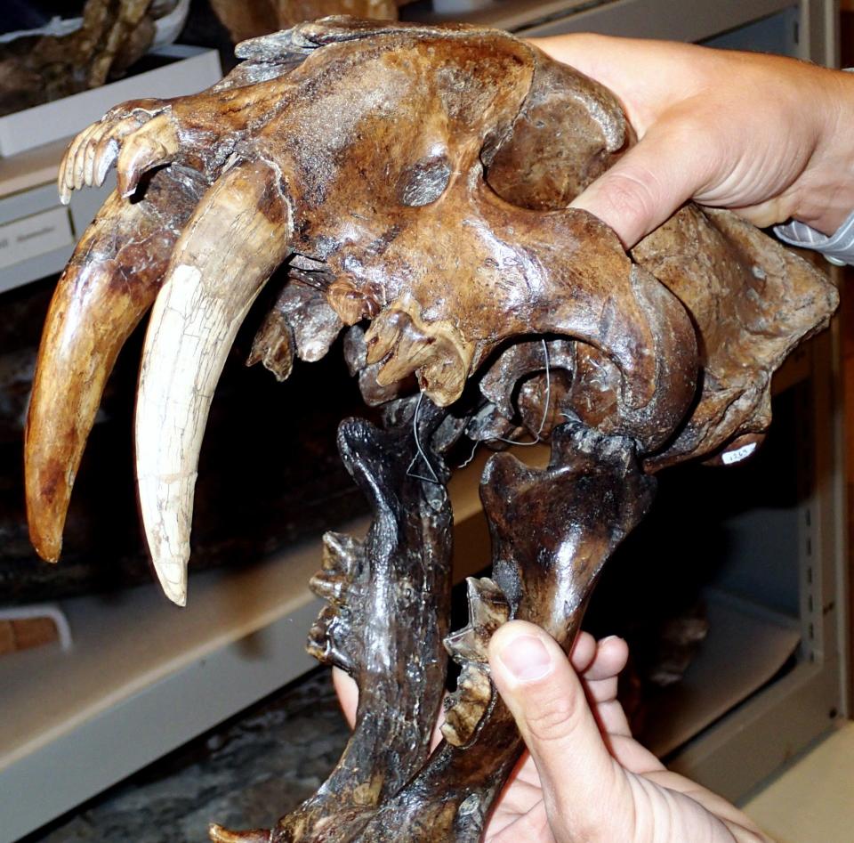 Researchers have identified a new species of saber-toothed cat that weighed 600 pounds, and hunted animals like rhinoceros and giant camels.