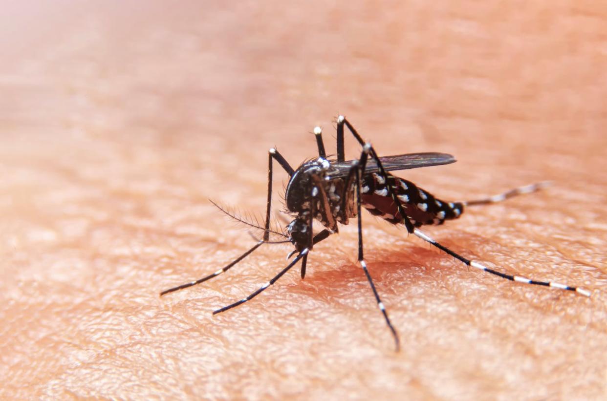 El virus del dengue se transmite por la picadura de mosquitos infectados del género 'Aedes'. <a href="https://www.shutterstock.com/es/image-photo/striped-mosquitoes-eating-blood-on-human-1510102085" rel="nofollow noopener" target="_blank" data-ylk="slk:Witsawat.S/Shutterstock;elm:context_link;itc:0;sec:content-canvas" class="link ">Witsawat.S/Shutterstock</a>