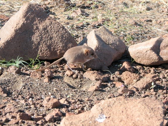 A newfound round-eared sengi, or elephant shrew, now named <em>Macroscelides micus</em> is just 7.5 inches (190 millimeters) from nose-tip to tail-tip and lives in the Namib Desert.