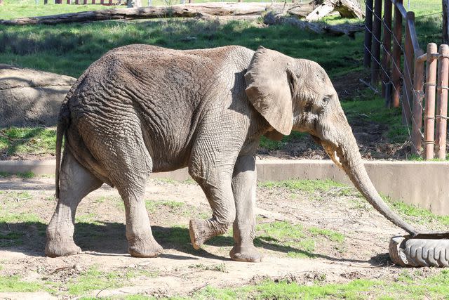 <p>Oakland Zoo/Facebook</p> Osh, Oakland Zoo elephant