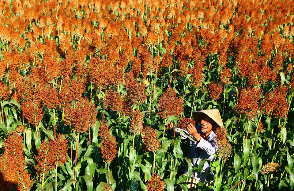 Sorghum harvesting in China