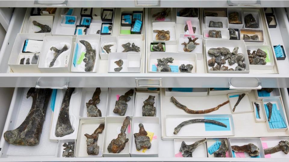 A white drawer filled with dozens of fossilized bone specimens