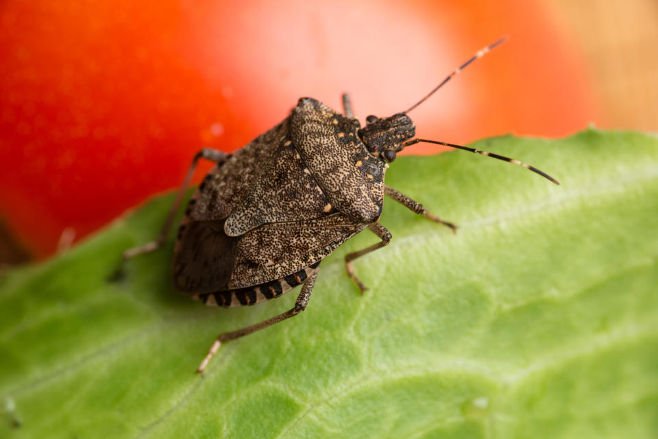Halyomorpha halys, the brown marmorated stink bug, on a tomato. / Credit: Halyomorpha halys, the brown marmorated stink bug, stink bug on a tomato. (Photo by: Edwin Remsburg/VW Pics via Getty Images)/Halyomorpha halys, the brown marmorated stink bug, stink bug on a tomato. (Photo by: Edwin Remsburg/VW Pics via Getty Images)