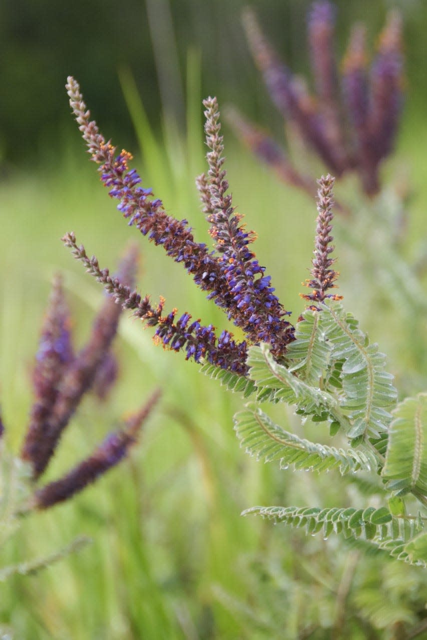 Lead plant is good for butterflies and hummingbirds, and it adds nitrogen to the soil.