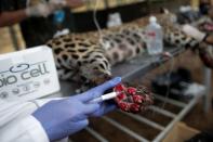 Manager of BIO CELL and veterinarian Patricia Malard applies stem cell treatment on the paws of an adult female jaguar named Amanaci who sustained burn injuries from a fire in Pantanal, at NGO Nex Institute in Corumba de Goias