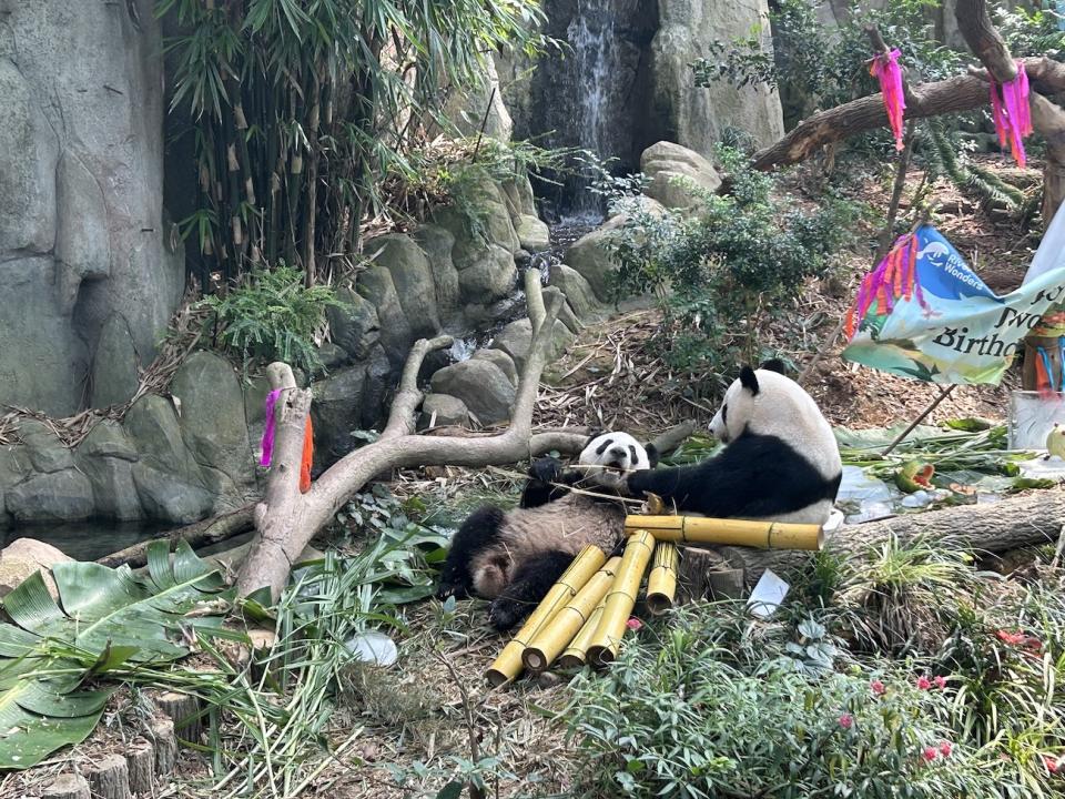 Mother-Son Bonding: Jia Jia joins Le Le in the festivities, capturing a playful moment as he snatches a bamboo shoot from her.