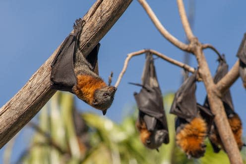   <span class="attribution"><a class="link " href="https://www.shutterstock.com/image-photo/flying-fox-fruit-bats-hanging-branch-523382722" rel="nofollow noopener" target="_blank" data-ylk="slk:Belle Ciezak/Shutterstock;elm:context_link;itc:0;sec:content-canvas">Belle Ciezak/Shutterstock</a></span>