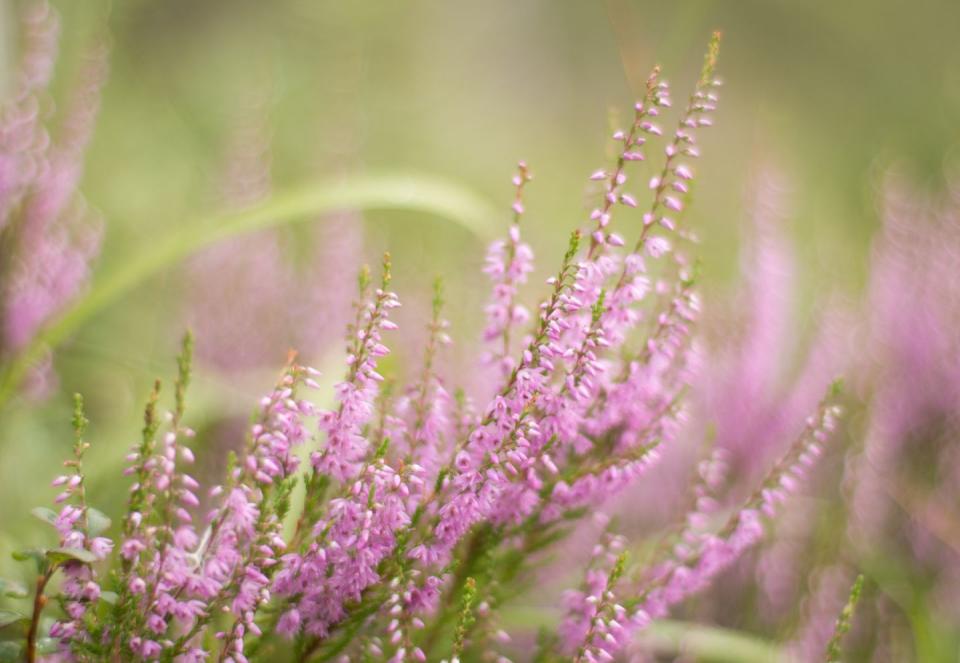 Russian Sage