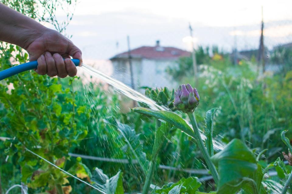 Person watering purple artichokes in garden. 