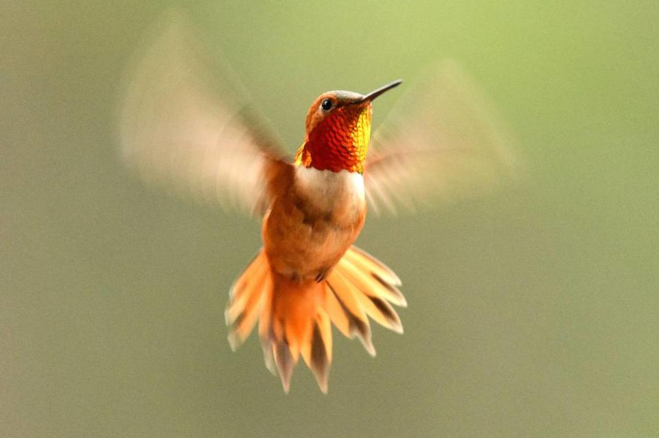 A rufous hummingbird searches for food in northern Montana.