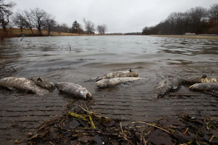 Dead trout wash up Friday morning on the south boat ramp at Lake Shawnee.