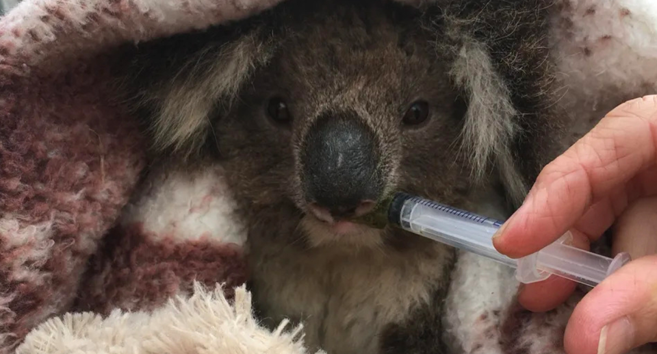 Koalas were given fluids by wildlife carers in Cape Bridgewater in February, 2020. Source: Helen Oakley