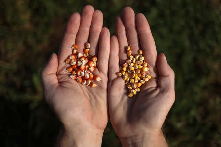 Seth Murray, an associate professor at Texas A&M University in the Department of Soil and Crop Science, displays yellow corn seeds (R) from commercially planted corn originating from the Midwest, next to corn seeds (L) planted for whisky in College Station, Texas, U.S., May 23, 2018. REUTERS/Adrees Latif