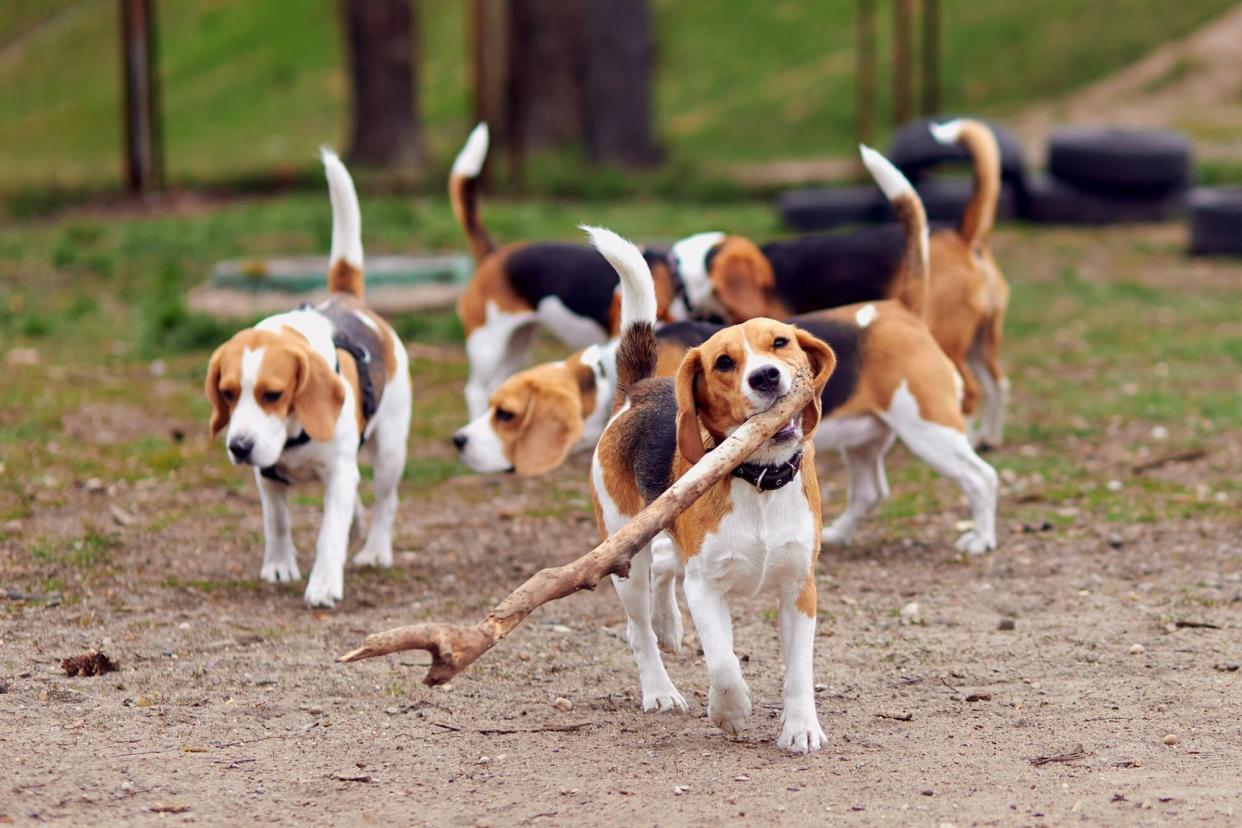 several beagles outdoors