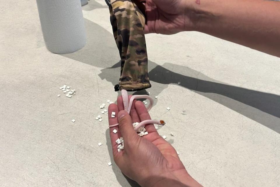 Two small, pink snakes were retrieved from a camouflage bag that was hidden down the passengers trousers at Miami International Airport, and turned over to the Florida Fish and Wildlife Conservation Commission (@TSA_Gulf/ X)