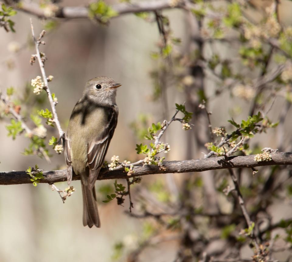 A Gray-Flycatcher, a migratory bird Cheryl Fallstead captured on camera on one of the bird watch outings.