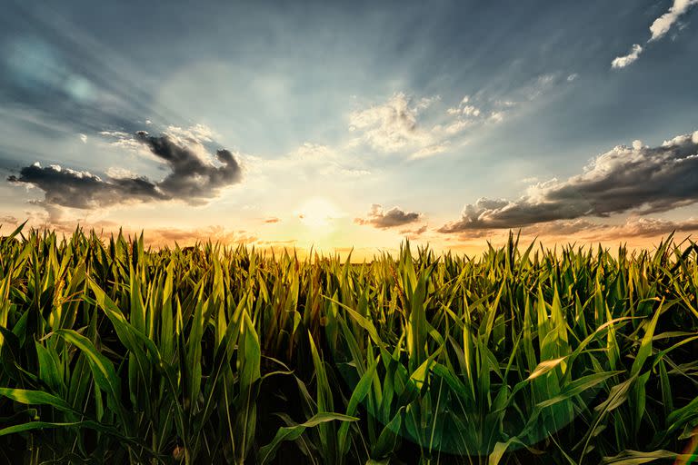 Cornfield in the Sunset - with Lense Flare Effect