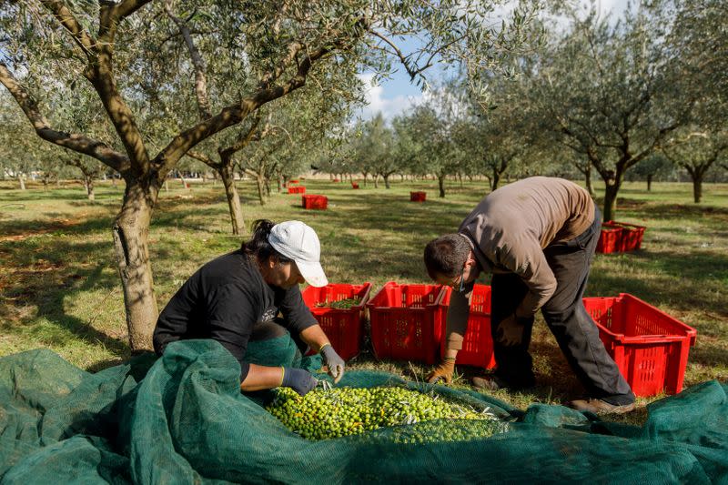 People gather olives during harvest at Manenghetti farm in Bale