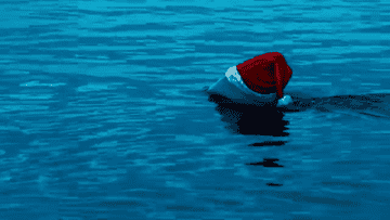 A shark fin with a santa hat glides through the water