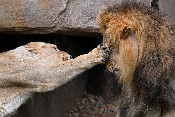 A lioness takes a swipe at Bhanu the Asiatic lion during an event to publicize World Lion Day at London Zoo in London on Aug. 9, 2018. (Photo: Toby Melville/Reuters)