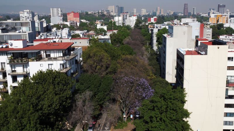 Early jacaranda bloom sparks debate about climate change in Mexico