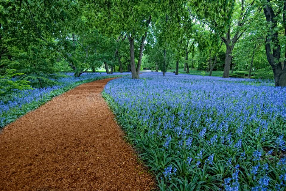 Bluebell Wood at Brooklyn Botanic GardenAntonio M Rosario