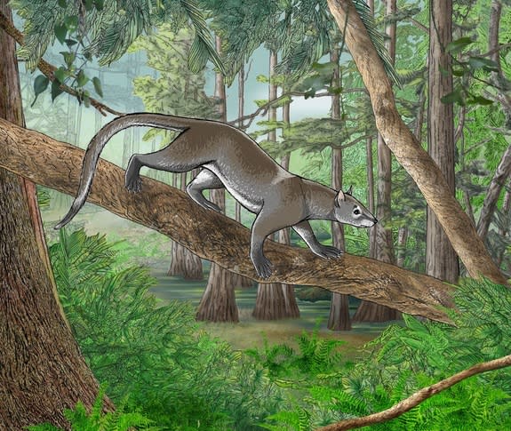 The carnivore ancestor <i>Dormaalocyon latouri</i>, roamed Europe 56 million years ago.