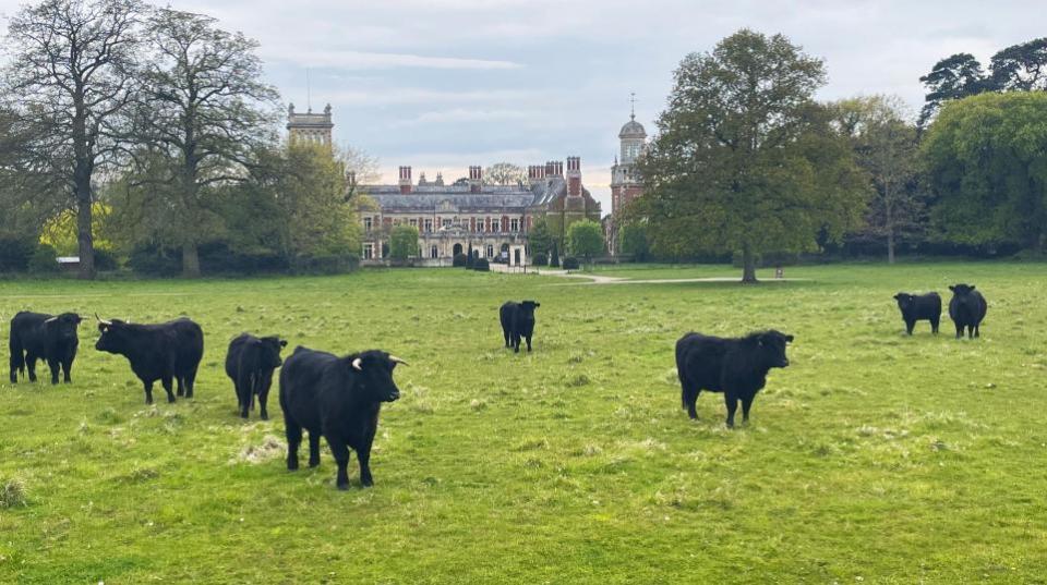 Eastern Daily Press: Cattle grazing near Somerleyton Hall