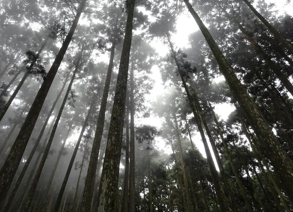 台灣林業沒落卅年了，此刻我們需要種樹，也需要伐木。（林務局提供）