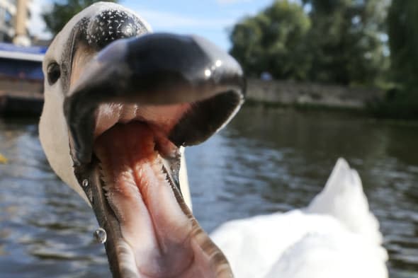 Swan attacks tourists and rowers in Cambridge