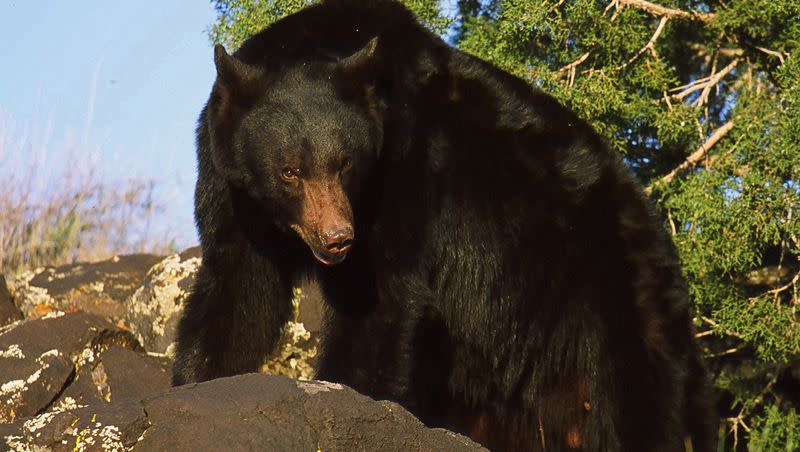 A black bear is pictured in this handout photo from the Utah Division of Wildlife Resources. A different bear in Colorado is believed to have walked 46 miles after an attempt to relocate her.