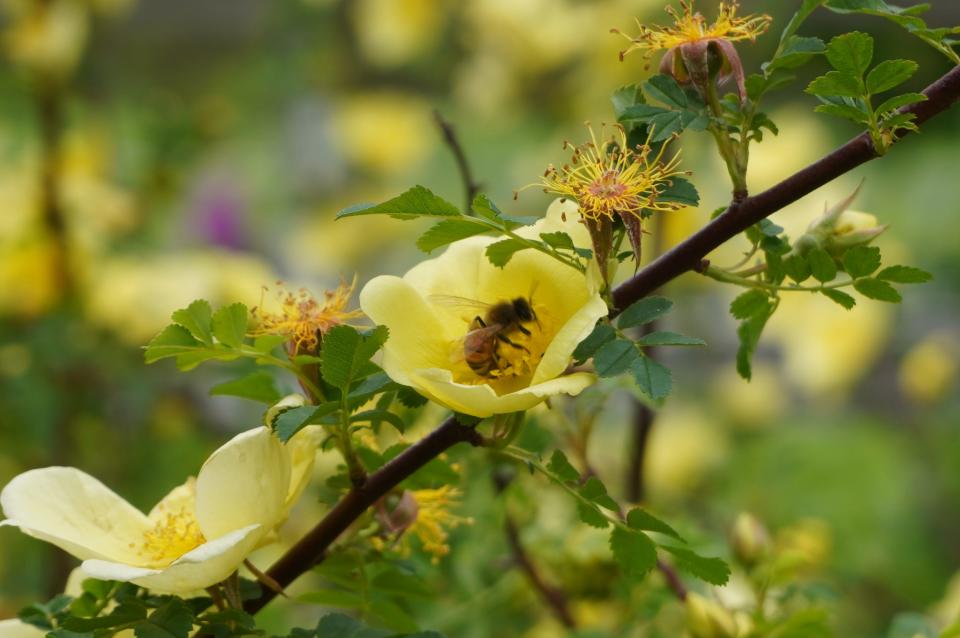 A bee pollinates a “Canary Bird,” one of the early roses, last week at Brooklyn Botanic Garden.