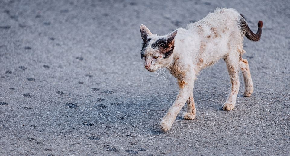 A sick cat on the street overseas.