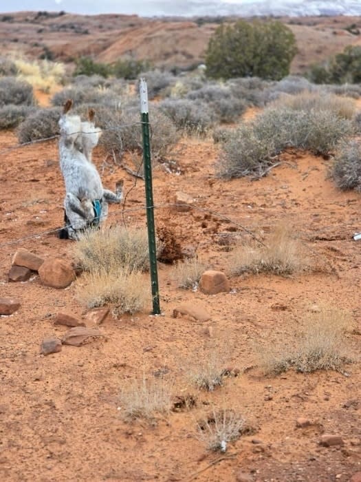 Kangaroo hanging on a road sign in a desert-like environment